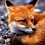 0rangeFox